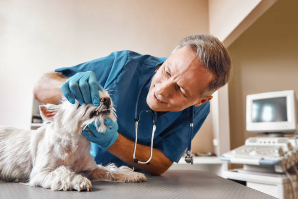 Best Knocked-Out Tooth (Avulsed Tooth) Treatment in Burkburnett, TX